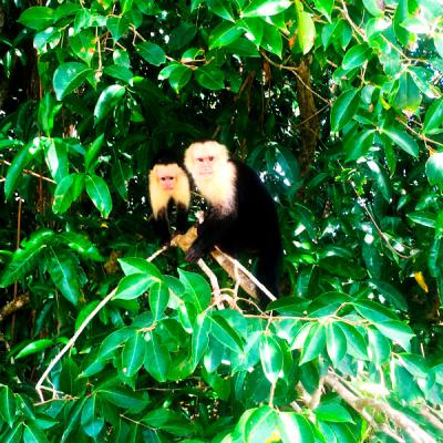 Manuel Antonio